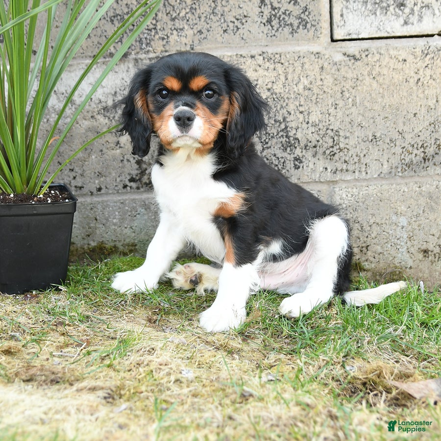 Cavalier King Charles Spaniel dogs Charlie - Ad 1
