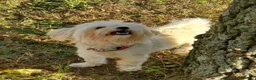 Maltipoo dogs for sale: Sammy - Ad 7