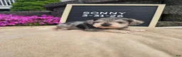 Miniature Schnauzer dogs for sale: Sunny - Ad 9