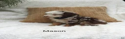 Mini Bernedoodle dogs for sale: Mason  - Ad 14
