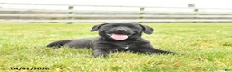 Mixed Breed dogs for sale: Monty - Ad 3