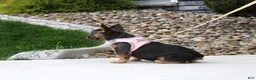 French Bulldog dogs for sale: Jana - Ad 2