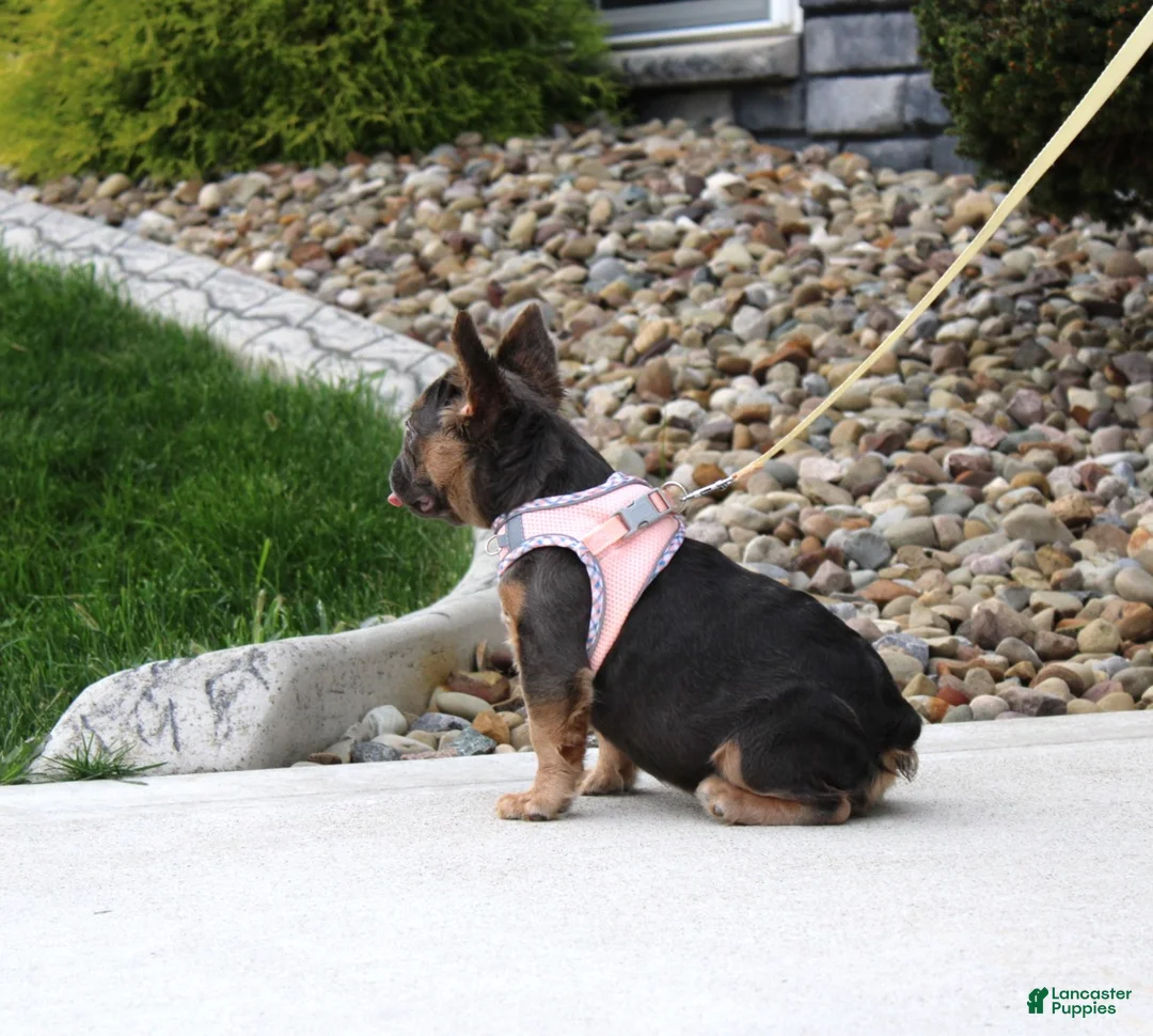 French Bulldog dogs for sale: Jana - Ad 2
