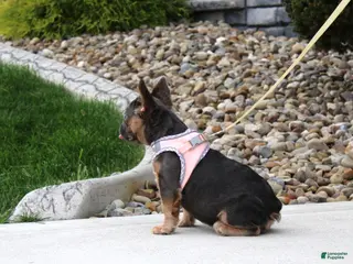 French Bulldog dogs Jana - Ad 2