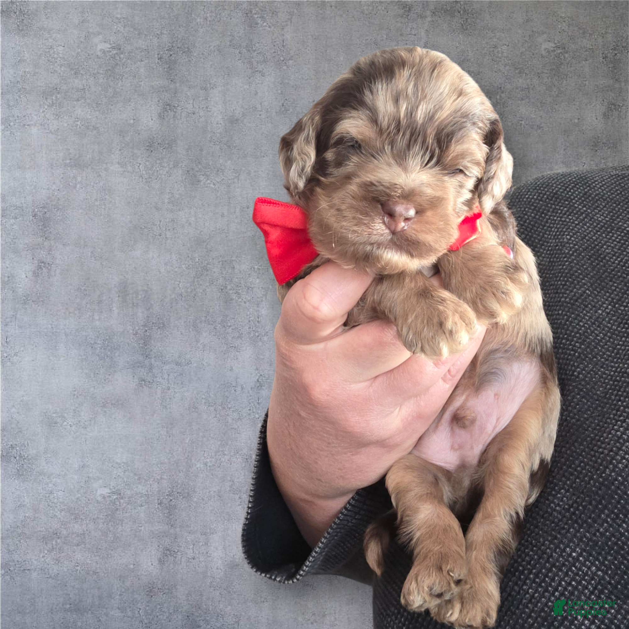 Cockapoo dogs Cockapoo Puppy 1 - Ad 32