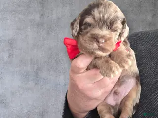 Cockapoo dogs Cockapoo Puppy 1 - Ad 20