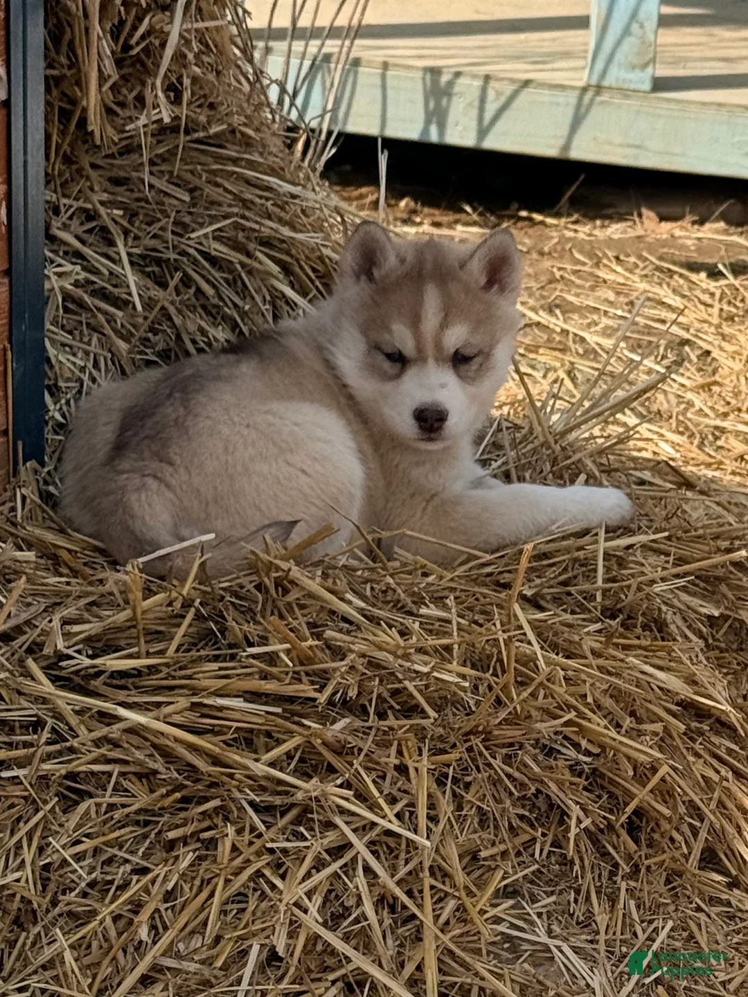 Siberian Husky dogs for sale: Zoe - Ad 13
