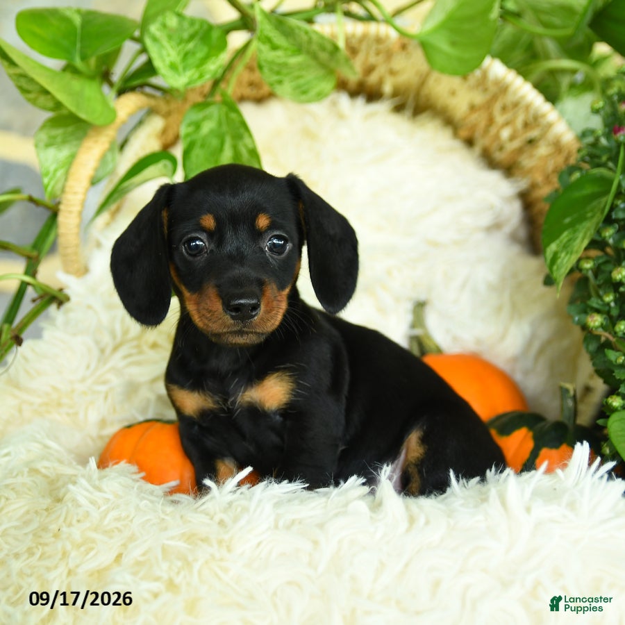 Miniature Dachshund dogs for sale: Scuffy - Ad 2