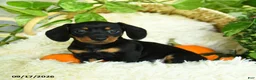 Miniature Dachshund dogs for sale: Scuffy - Ad 1