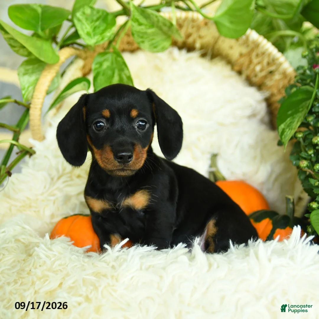 Miniature Dachshund dogs for sale: Scuffy - Ad 1