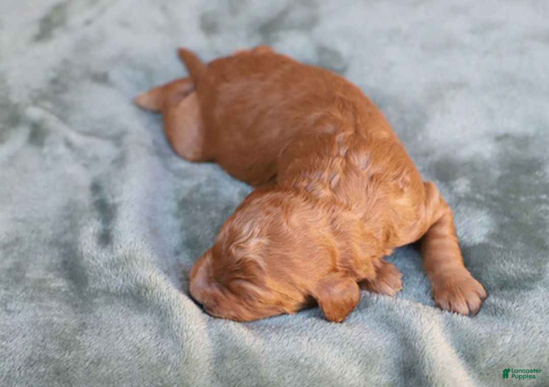 Goldendoodle dogs for sale: Astro - Ad 5