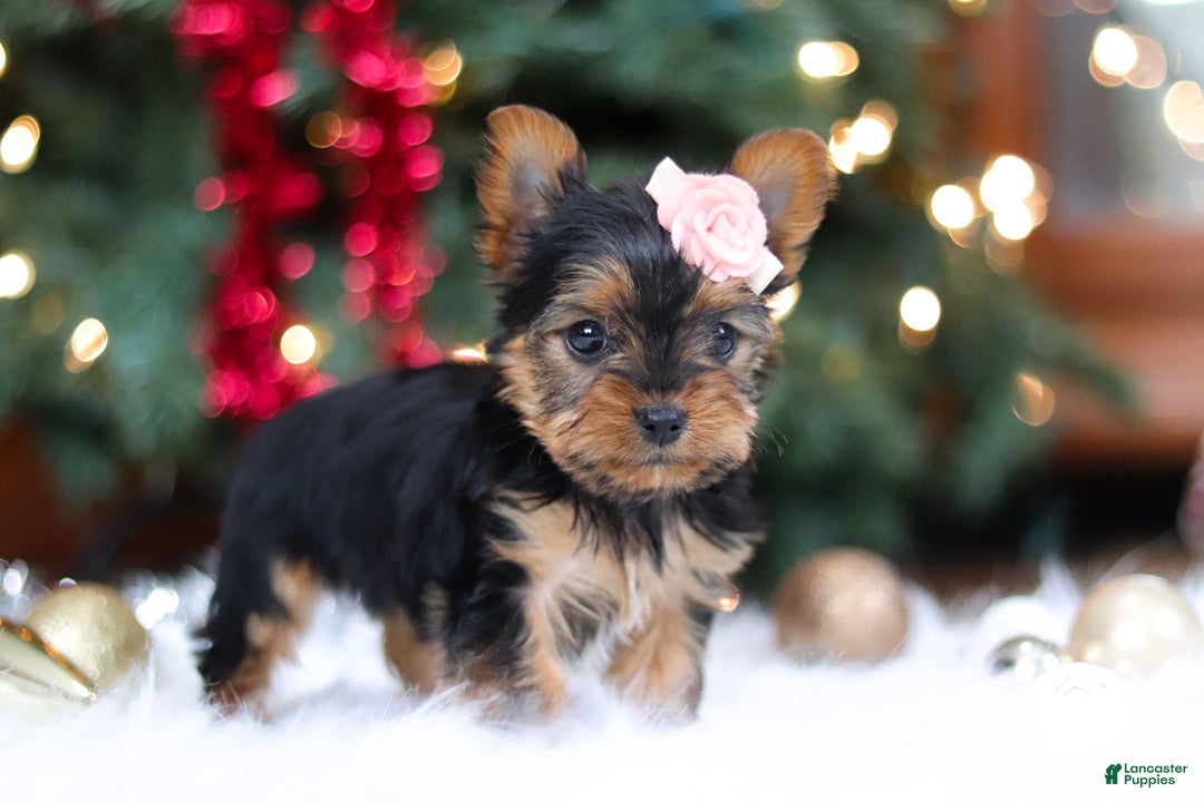 Yorkshire Terrier dogs for sale: Quinn - Ad 8