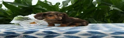 Miniature Dachshund dogs for sale: Adidas - Ad 2