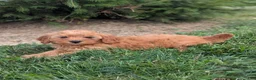 Mini Goldendoodle dogs for sale: Leo - Ad 6