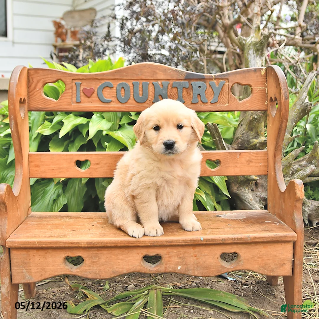 Golden Retriever dogs for sale: Darcy - Ad 2