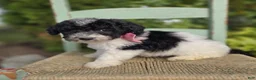 Mini Sheepadoodle dogs for sale: Jolly - Ad 3