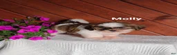 Shih Tzu dogs for sale: Molly  - Ad 4