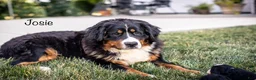 Mini Bernedoodle dogs for sale: Bess - Ad 5