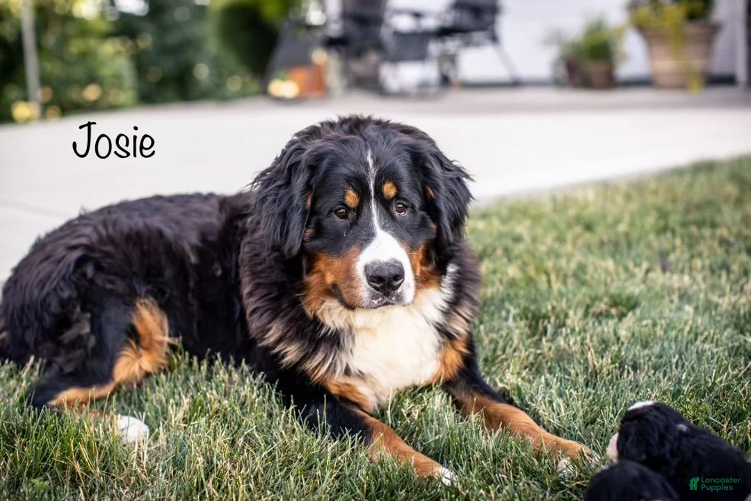 Mini Bernedoodle dogs for sale: Bess - Ad 5