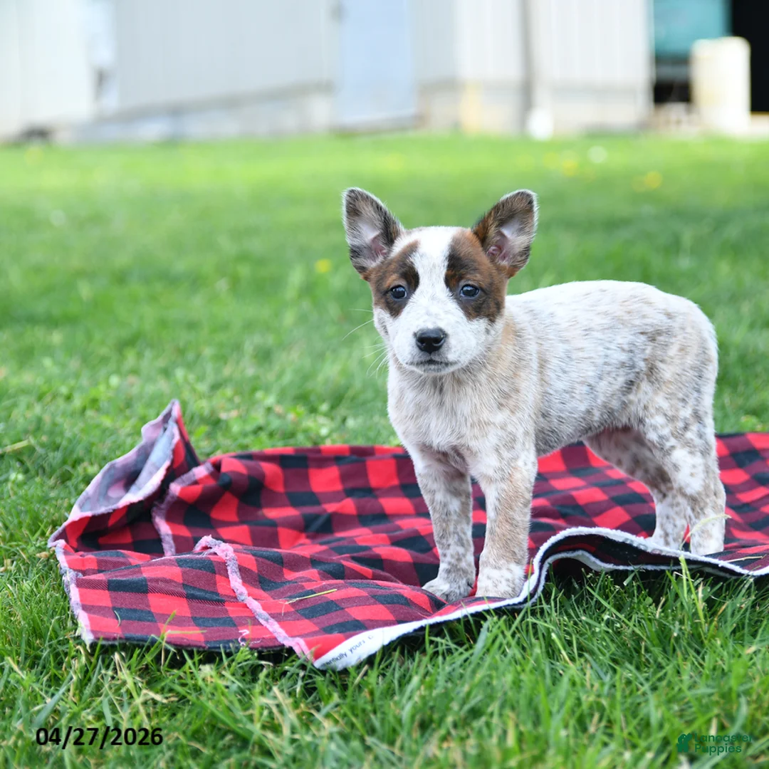 Australian Cattle Dog dogs for sale: Ruby - Ad 2