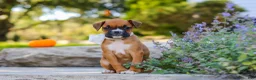 Boxer dogs for sale: Aspen - Ad 5