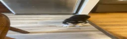 Shih Tzu dogs for sale: Shih Tzu Puppy 3 - Ad 2