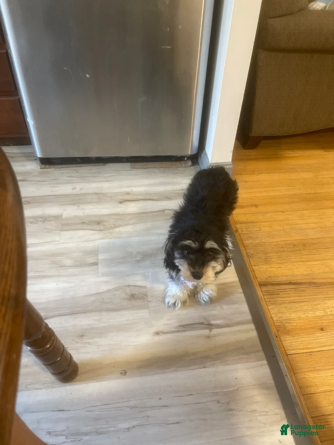 Shih Tzu dogs for sale: Shih Tzu Puppy 3 - Ad 2