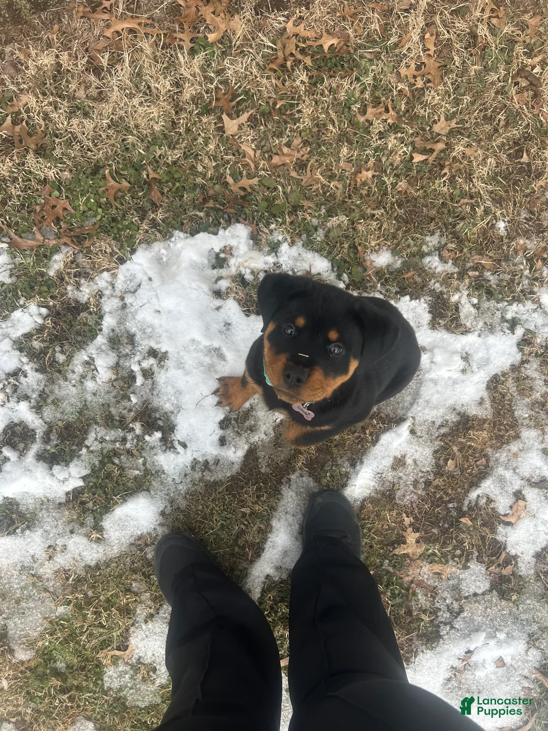 Rottweiler dogs for sale: Rottweiler Puppy 1 - Ad 2