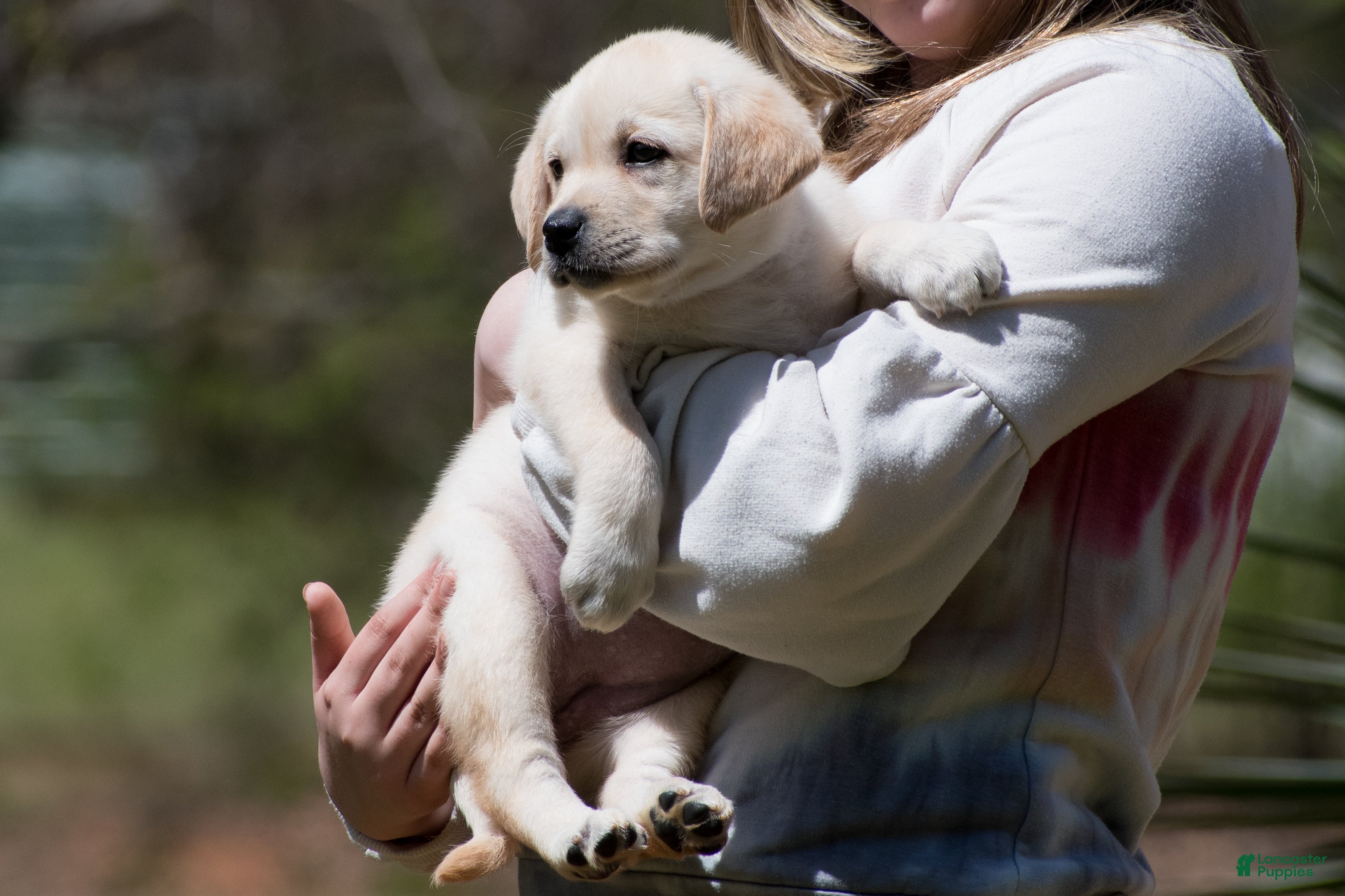 Labrador Retriever dogs Kyla - Ad 20