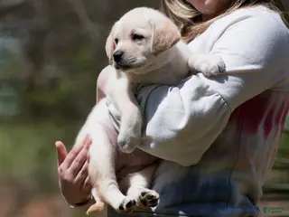 Labrador Retriever dogs Kyla - Ad 20
