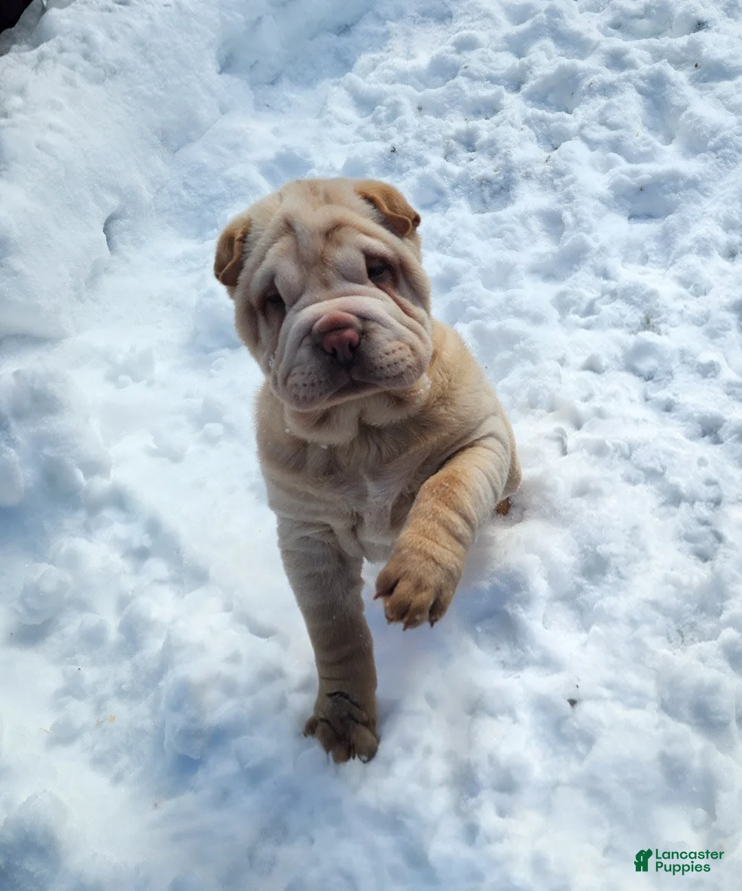 Shar Pei dogs for sale: Flurries mini  - Ad 10