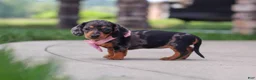 Miniature Dachshund dogs for sale: Agnes - Ad 8