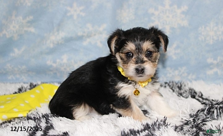 Yochon dogs Dolly - Ad 2