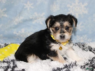 Yochon dogs Dolly - Ad 10