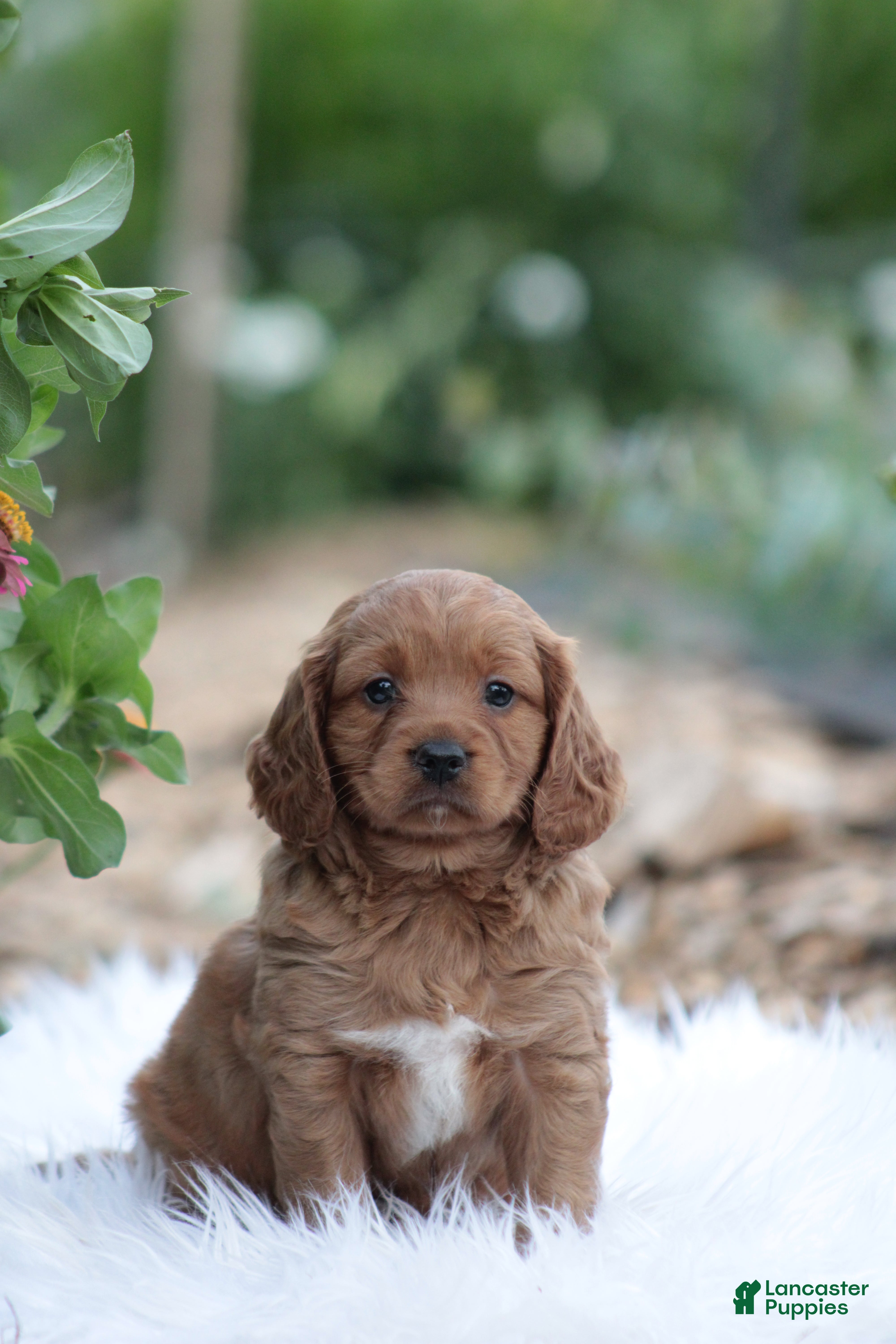 Cavapoo dogs Lily - Ad 25