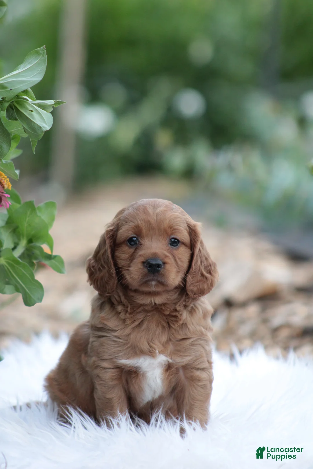 Cavapoo dogs for sale: Lily - Ad 1