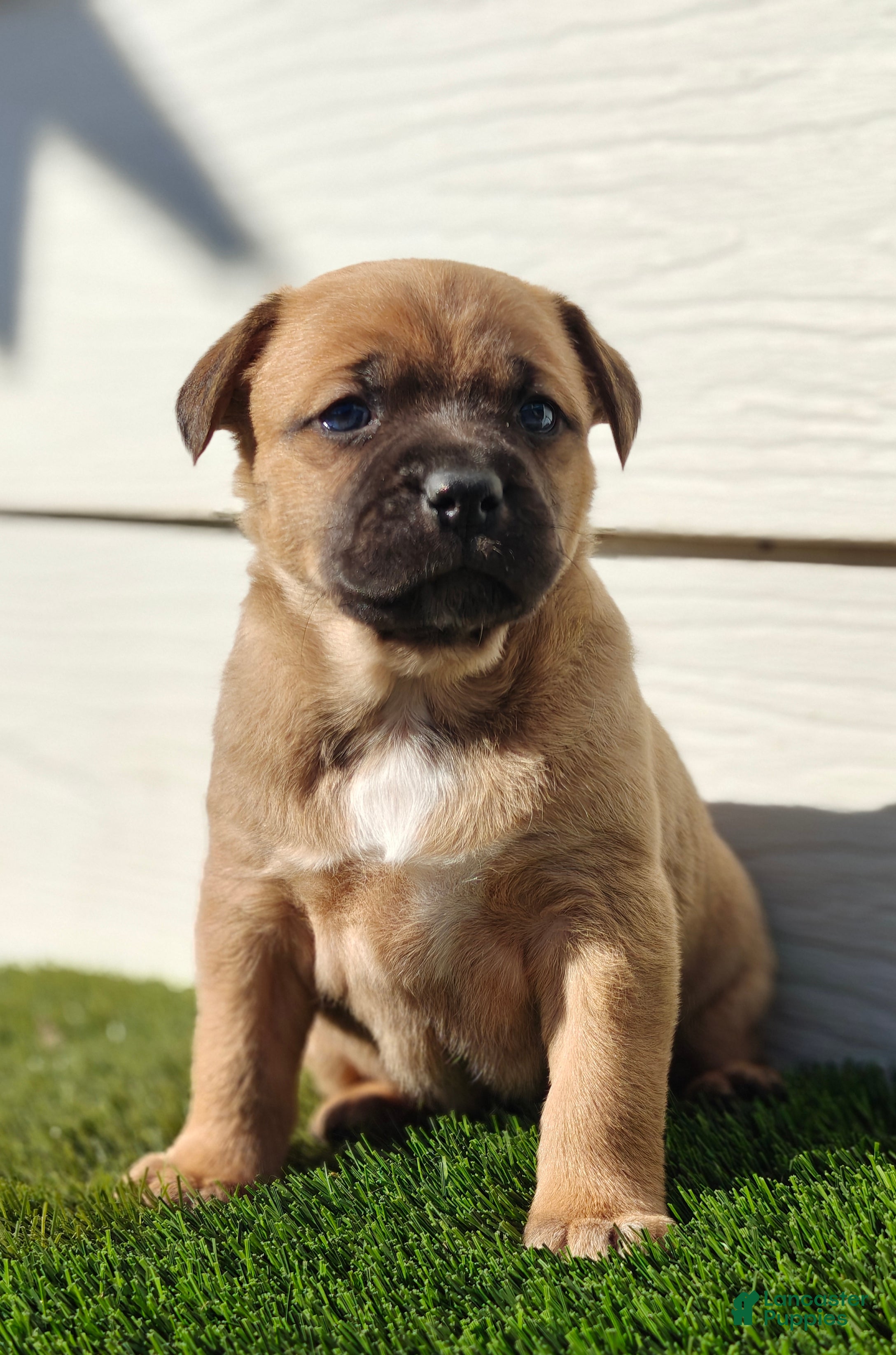 Mixed Breed dogs Freya - Ad 2