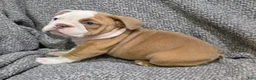 English Bulldog dogs for sale: Bobbi - Ad 6