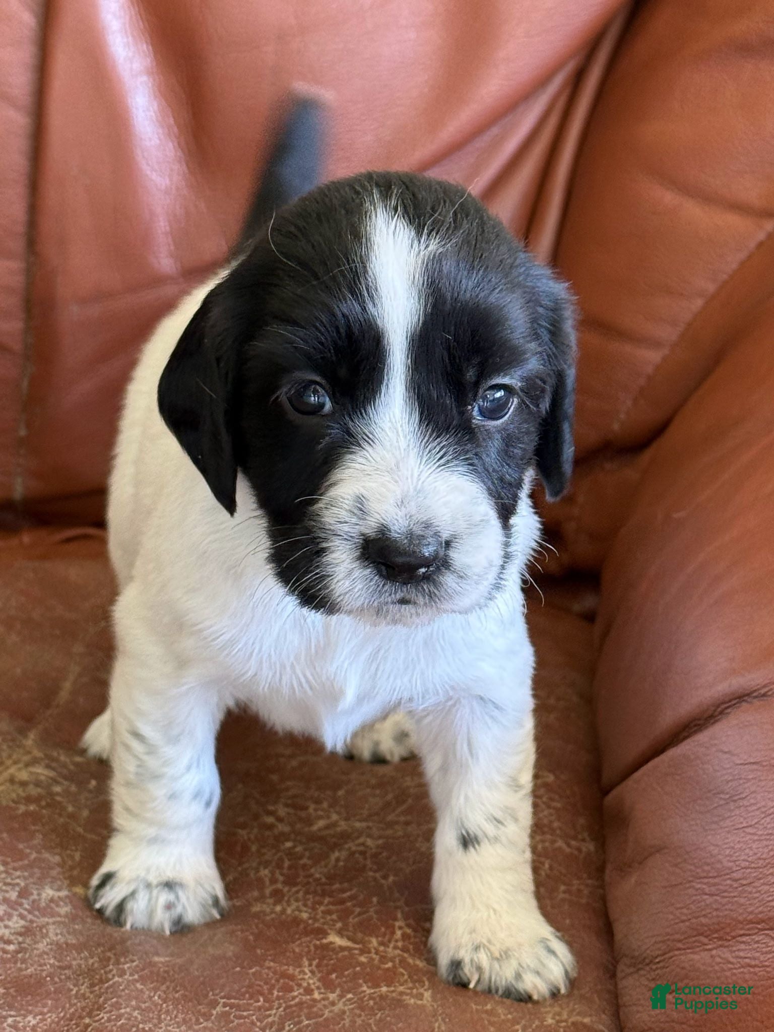 English Springer Spaniel dogs Wren - Ad 30