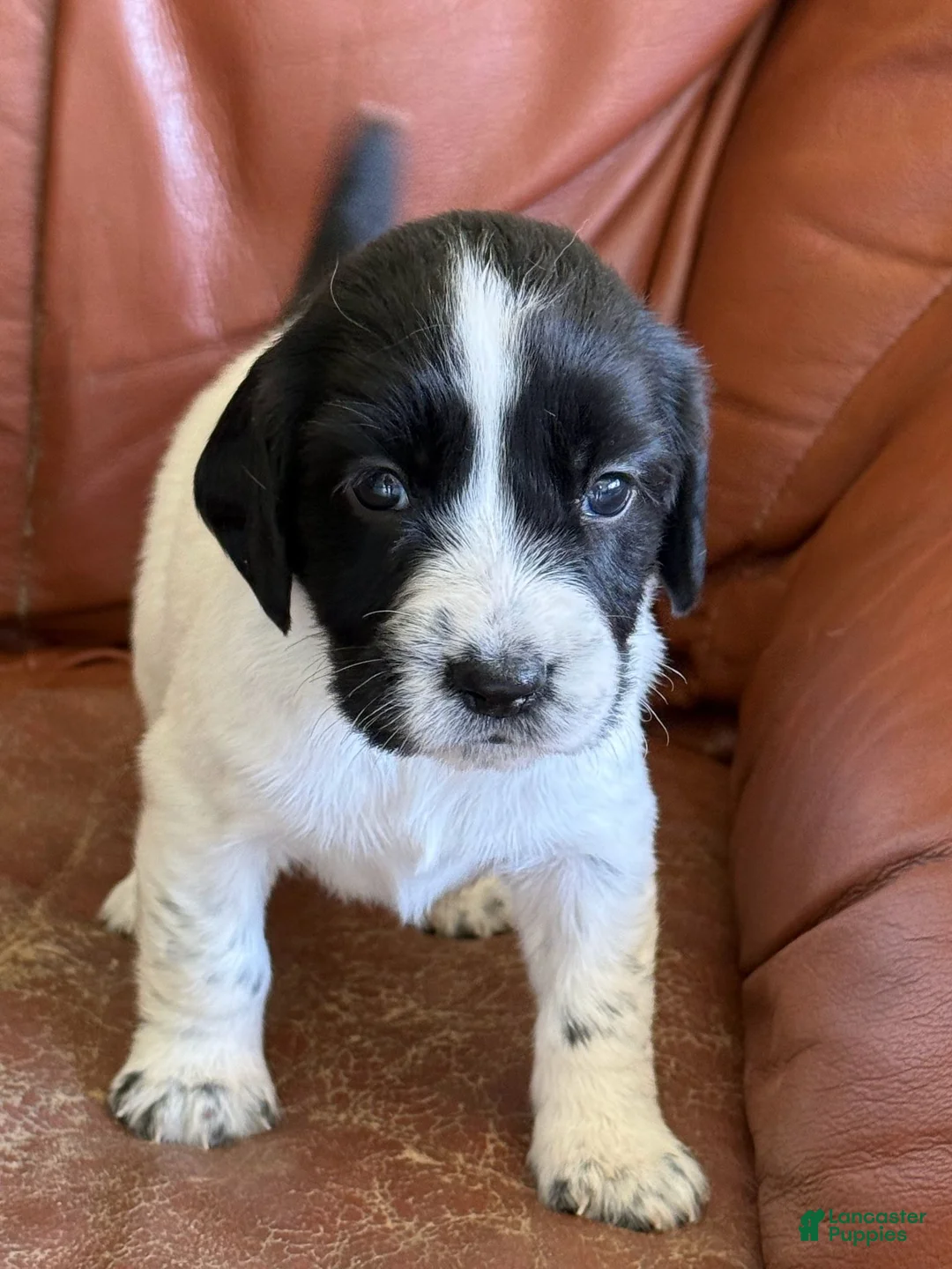 English Springer Spaniel dogs for sale: Wren - Ad 1
