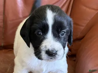 English Springer Spaniel dogs Wren - Ad 22