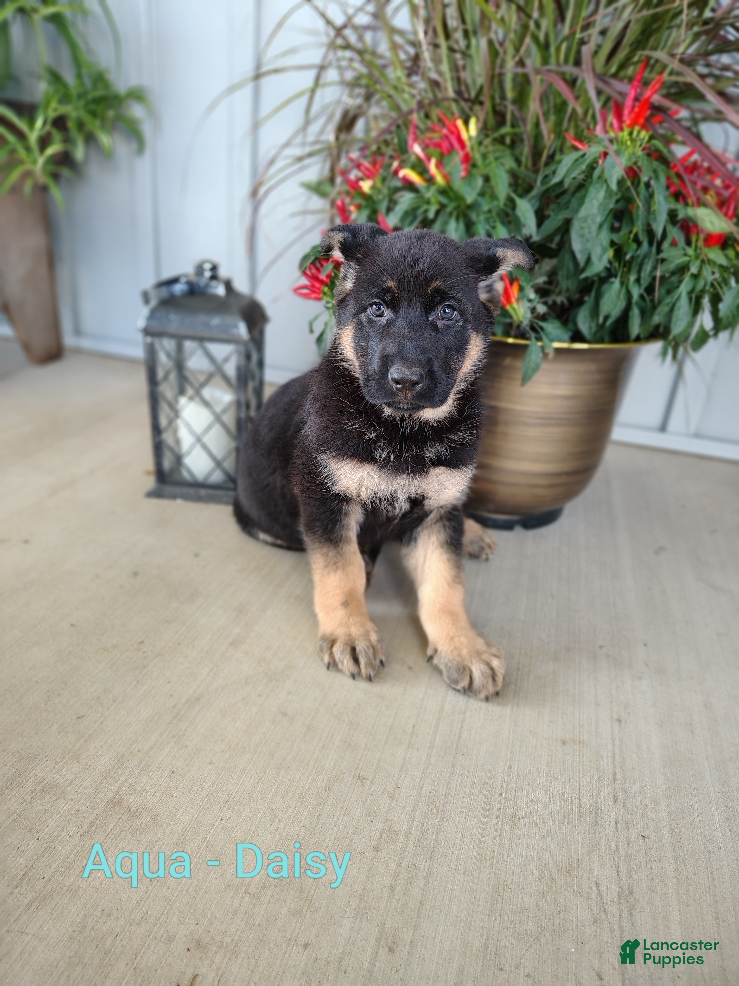 German Shepherd dogs for sale: Daisy - aqua - Ad 2
