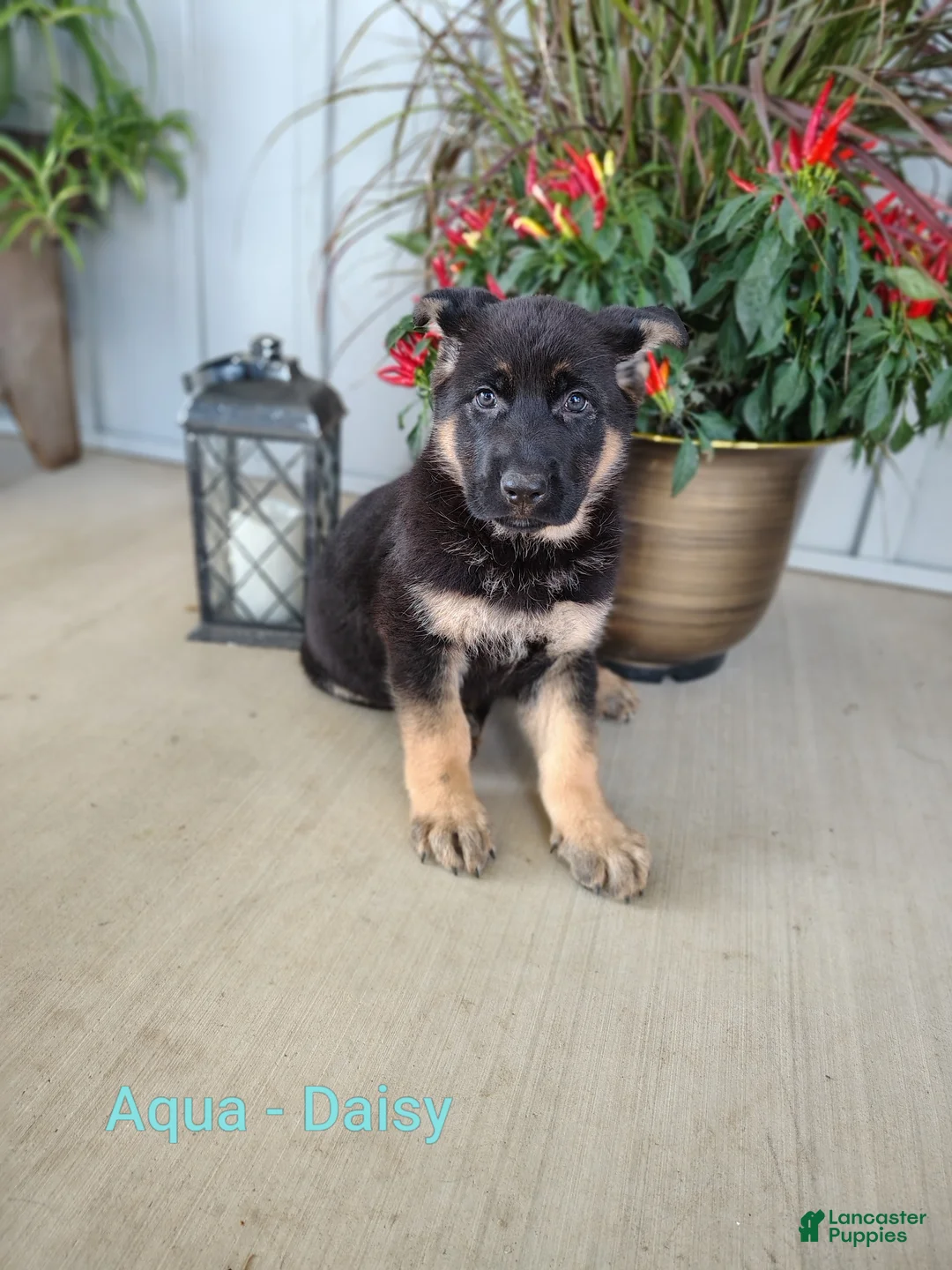 German Shepherd dogs for sale: Daisy - aqua - Ad 2