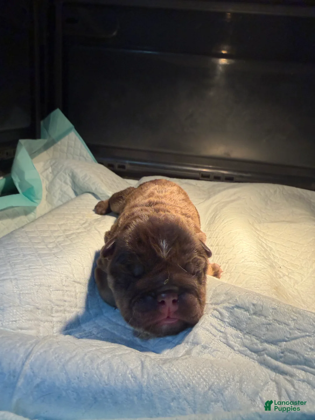 English Bulldog dogs for sale: Chocolate male - Ad 2