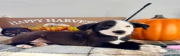 Border Collie dogs for sale: Honey - Ad 5