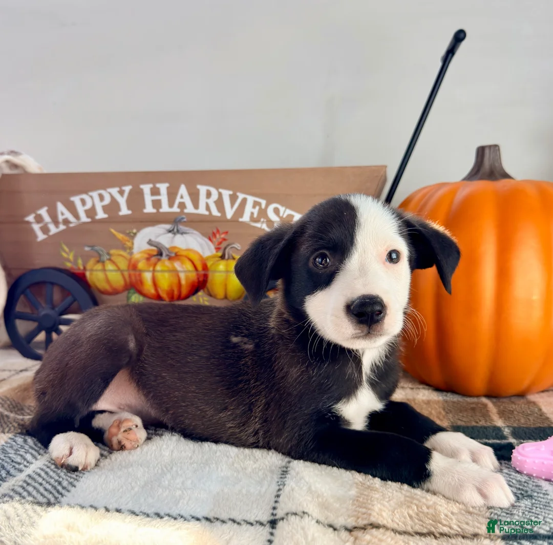 Border Collie dogs for sale: Honey - Ad 5