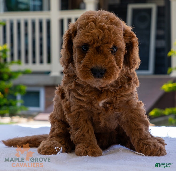 Miniature Poodle dogs Pam - Ad 1