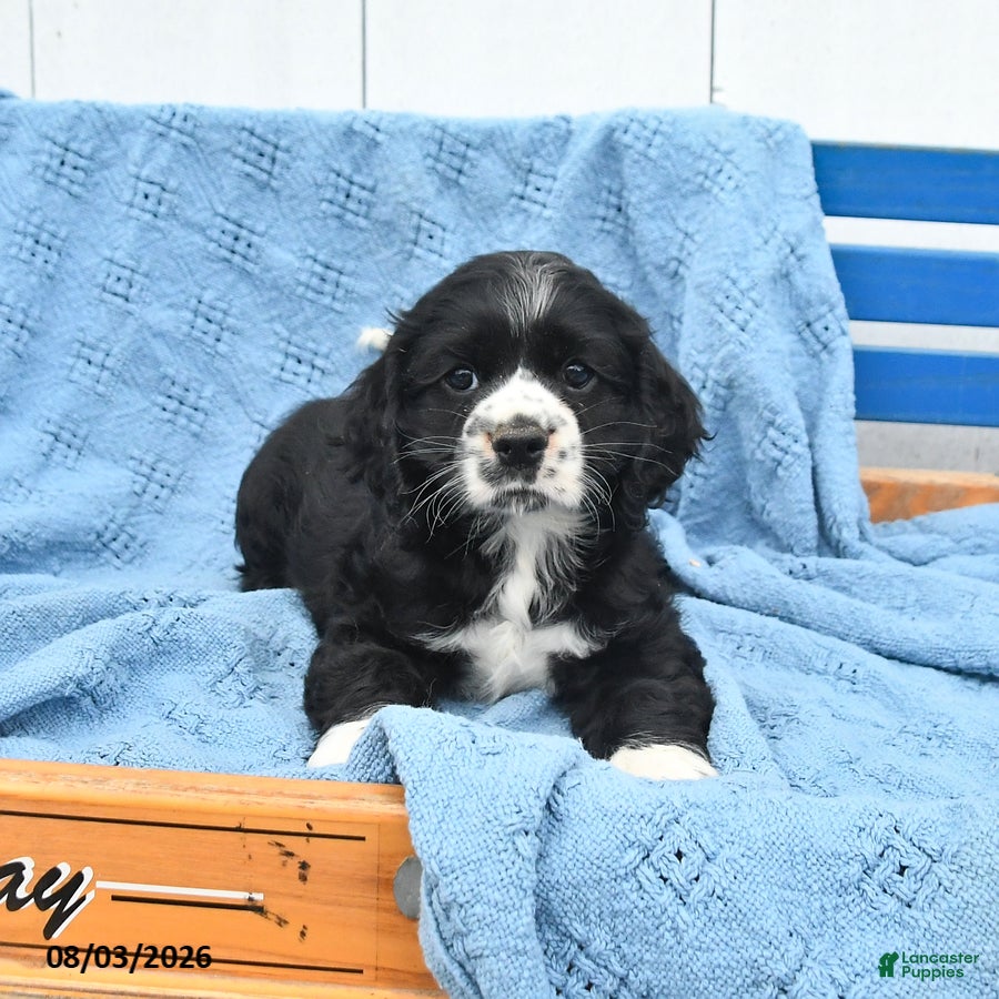 English Cocker Spaniel dogs Sasha - Ad 2