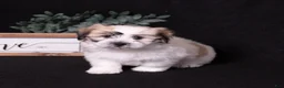 Coton De Tulear dogs for sale: Honey - Ad 4