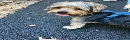 Yorkshire Terrier dogs for sale: Yorkshire Terrier 1 - Ad 7